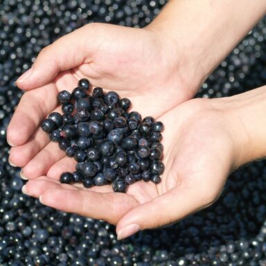 Čučoriedkový festival a skvosty južných Čiech 013