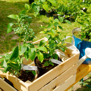 Čučoriedkový festival a skvosty južných Čiech 001