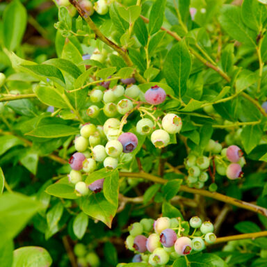 Čučoriedkový festival a skvosty južných Čiech 043