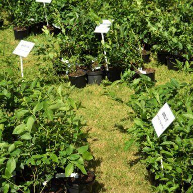 Čučoriedkový festival a skvosty južných Čiech 010