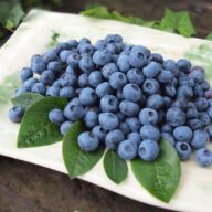 Čučoriedkový festival a skvosty južných Čiech