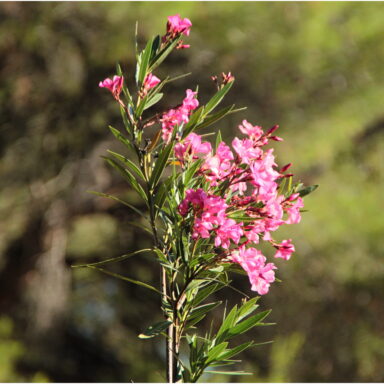 EXKLUZÍVNY OZDRAVNO – REGENERAČNÝ POBYT PRI MORI 003