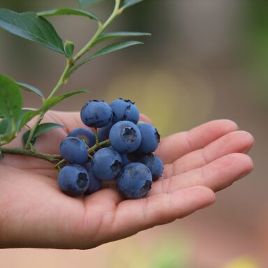 Čučoriedkový festival a skvosty južných Čiech 047