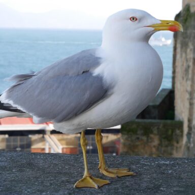 Večne zelený ostrov Ischia so sopkou Monte Epomeo a návšteva ostrova Procida – polpenzia 028