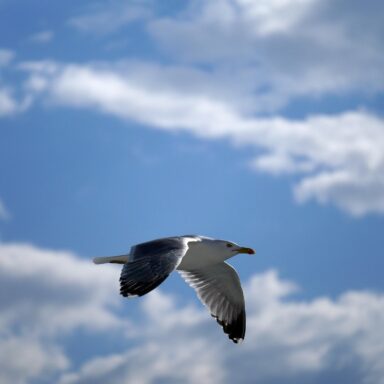 Večne zelený ostrov Ischia so sopkou Monte Epomeo a návšteva ostrova Procida – polpenzia 001