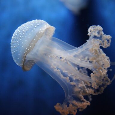 Slnečná Ligúria – Cinque Terre, Rapallo, Portofino, Janov 025