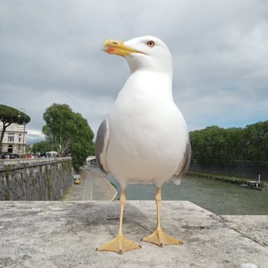 „Silvestrovské Dolce Vita: V srdci večného Ríma“ 021