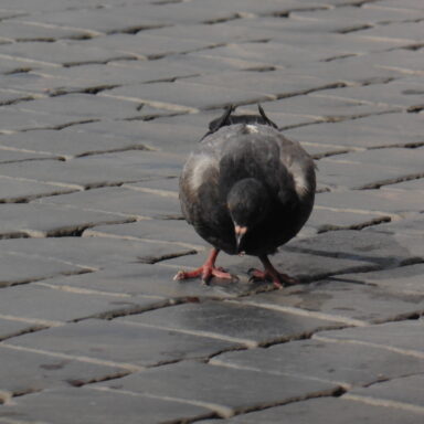 „Silvestrovské Dolce Vita: V srdci večného Ríma“ 051