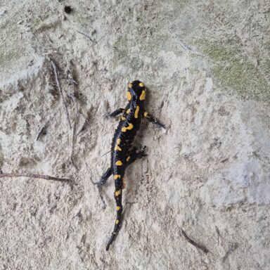 Smaragdové Plitvice a večerný Záhreb 032