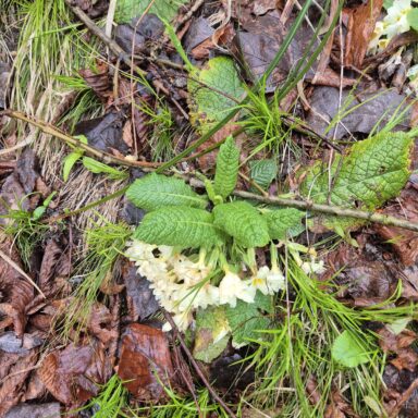 Smaragdové Plitvice a večerný Záhreb 033